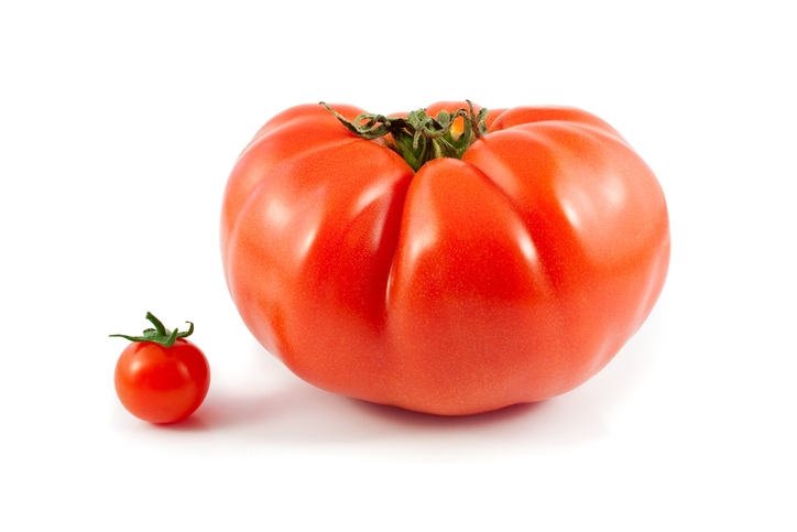Comparaison de la taille des tomates