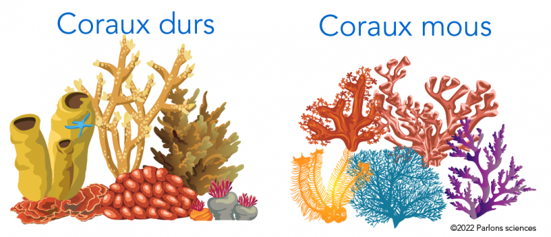 Des coraux durs et des coraux mous