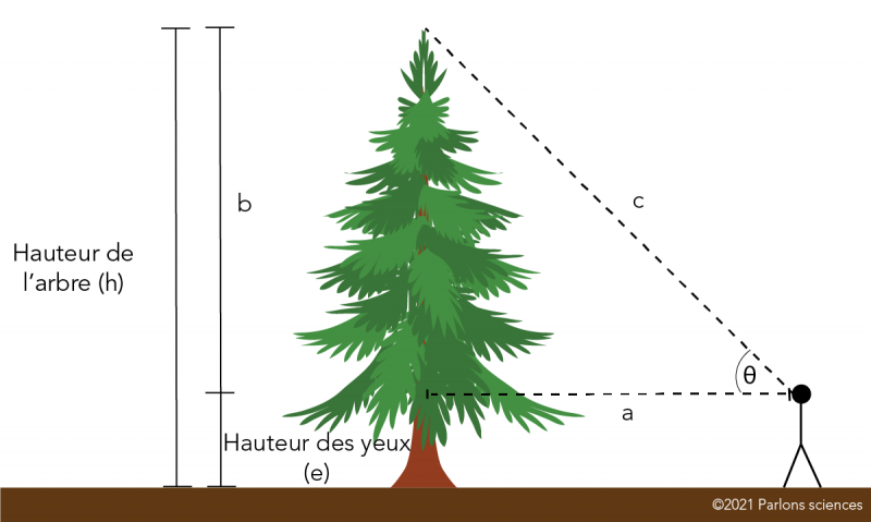 Les hauteurs et les angles impliqués dans la mesure d’un arbre