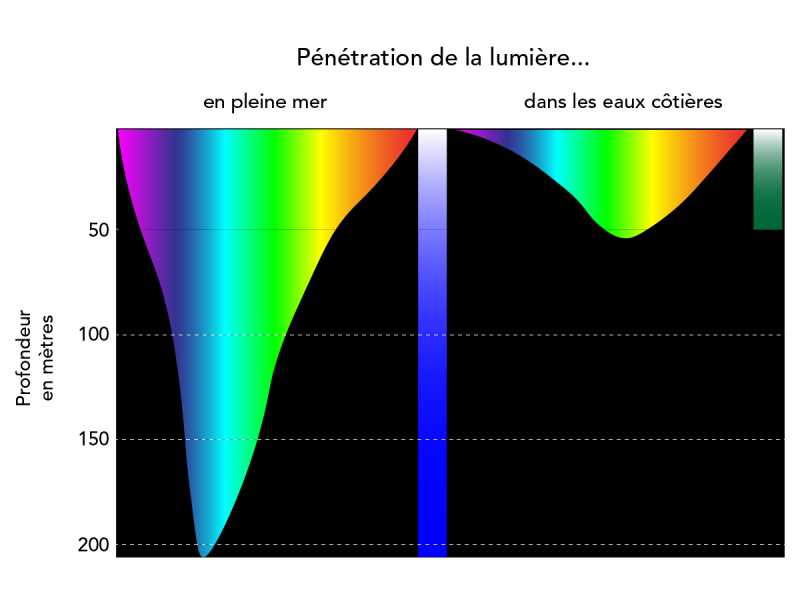 Diagramme illustrant les profondeurs auxquelles les différentes couleurs de lumière peuvent pénétrer les eaux océaniques