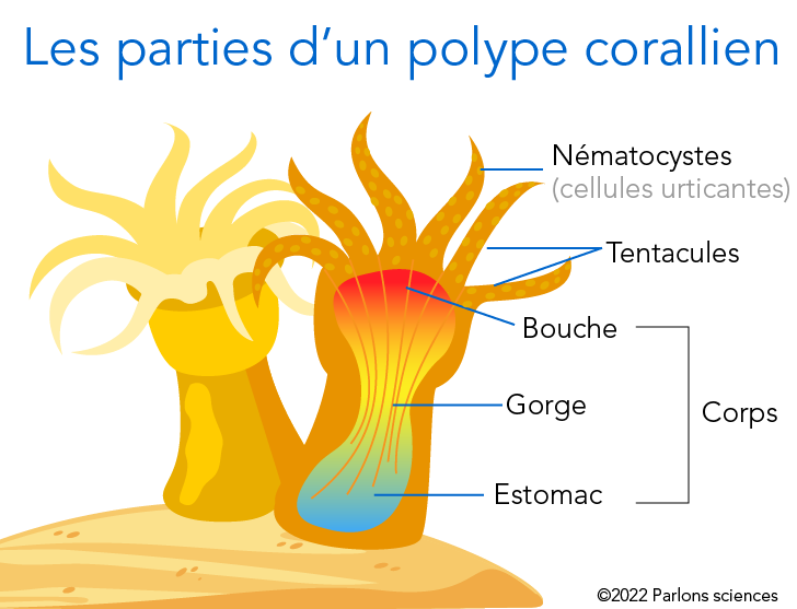 Les parties d’un polype corallien