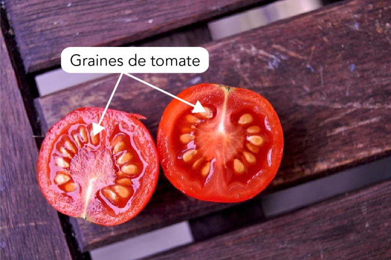 Graines à l’intérieur d’une tomate