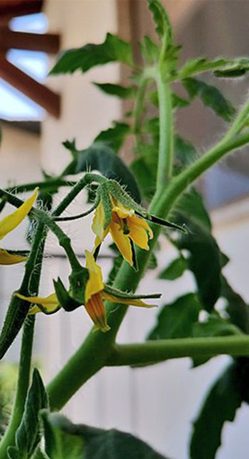 Stem of a tomato plant