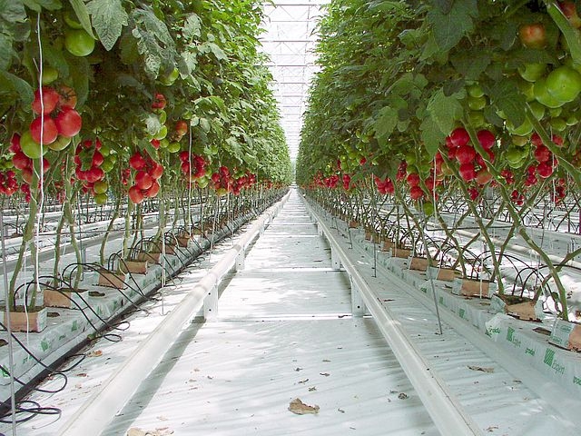 Tomato plants in a greenhouse