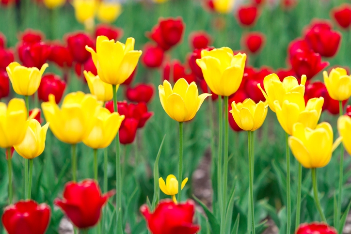 Red and yellow tulips in the foreground of a photo