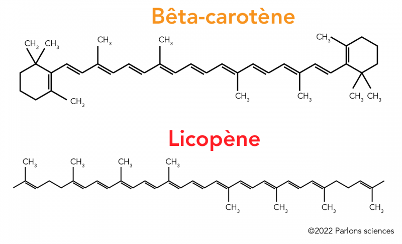 Structures chimiques du bêta-carotène et du lycopène