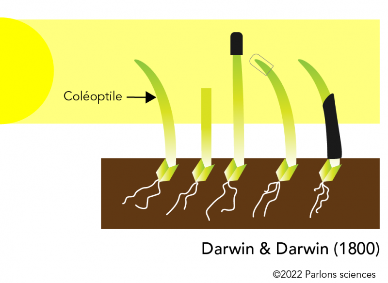 Traitements expérimentaux utilisés par Darwin et Darwin 