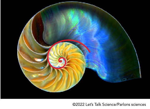 Spirale de Fibonacci à l’intérieur d’une coquille de nautile.