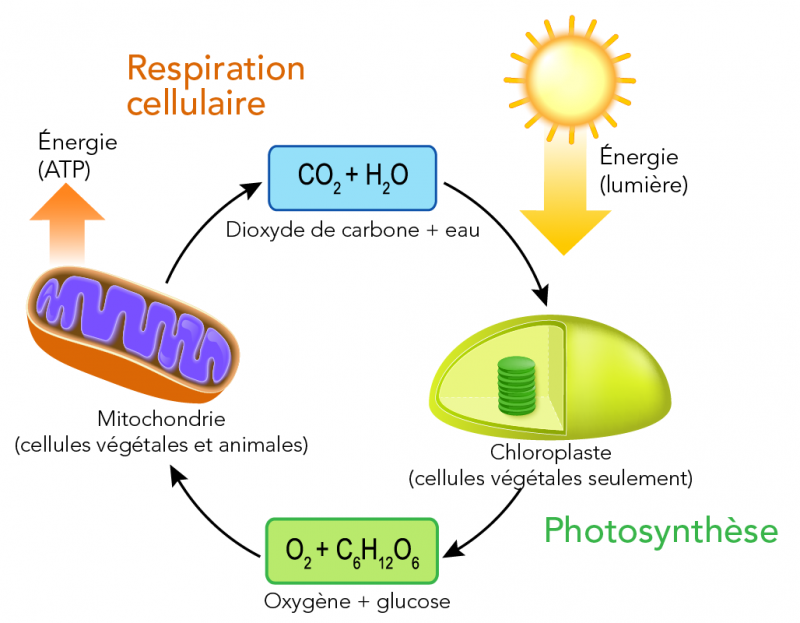 Organites et processus impliqués dans la respiration cellulaire et la photosynthèse