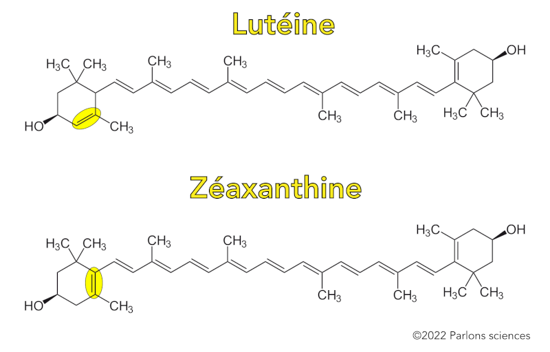 Structures moléculaires de la lutéine et de la zéaxanthine