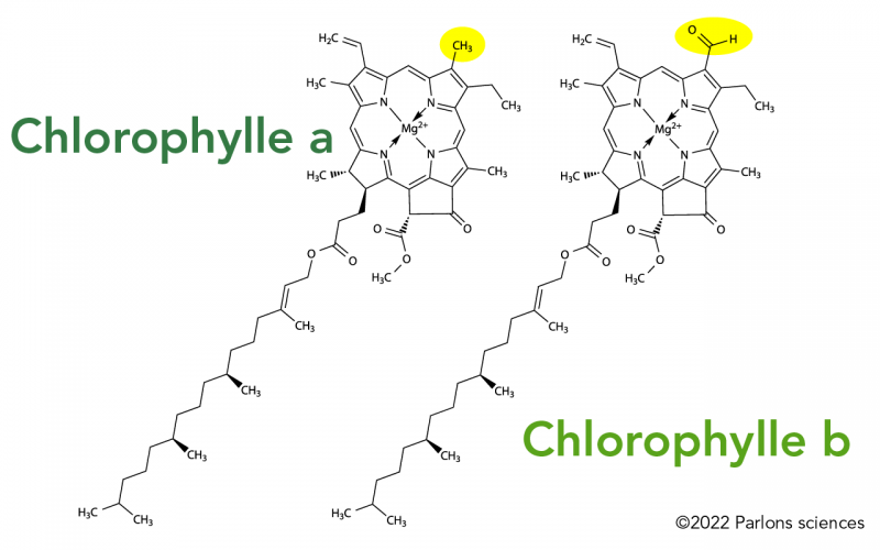 Molécules de chlorophylle a et b