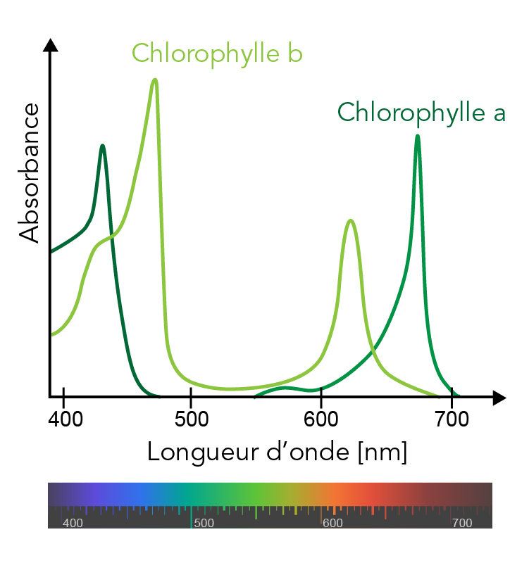 Spectres d’absorption des longueurs d’onde des molécules de chlorophylle A et B