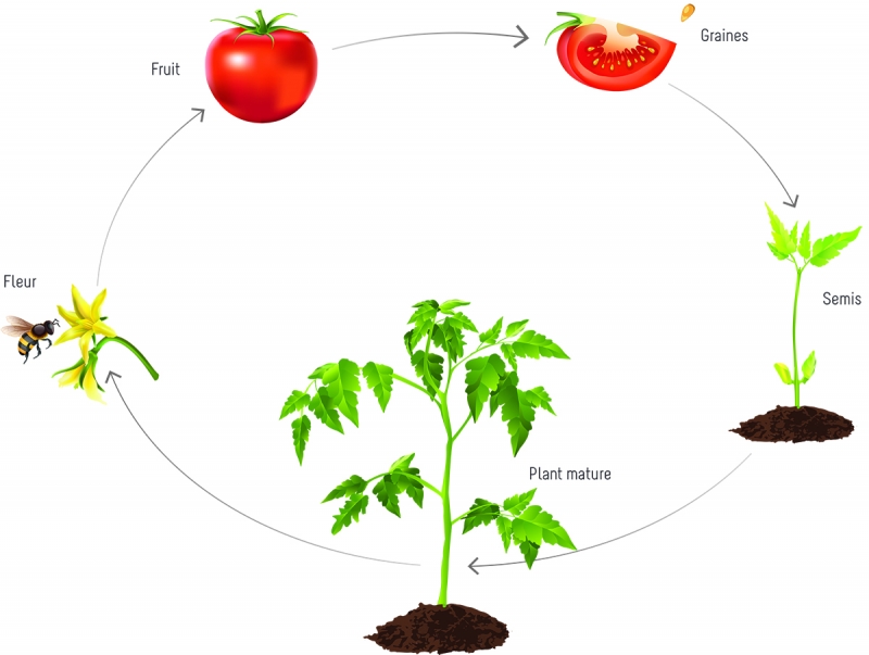 Cycle de vie de la tomate