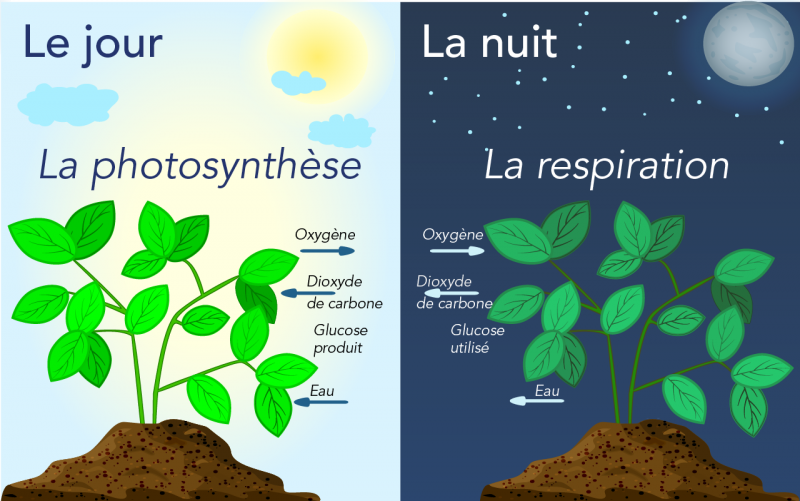 Comparaison de la photosynthèse et de la respiration cellulaire