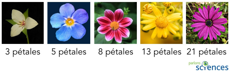 Cinq photographies en couleur montrent des fleurs différentes et uniques, disposées en rangées et étiquetées avec leur nombre de pétales.