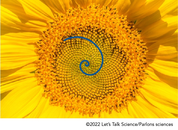 Shown is a colour photograph of the centre of a sunflower, with a blue spiral superimposed on it.