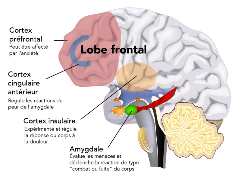 Voici un schéma en couleur d’un cerveau montrant quatre structures.