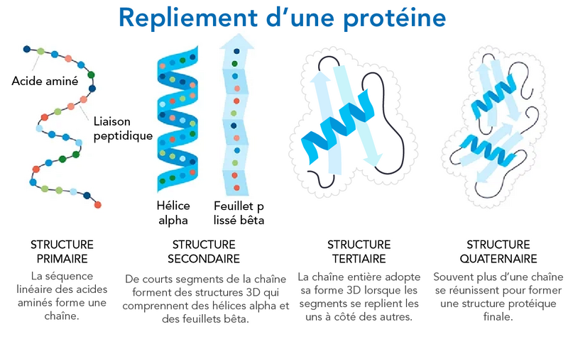 Une illustration en couleur montre des protéines pendant les quatre étapes du repliement.