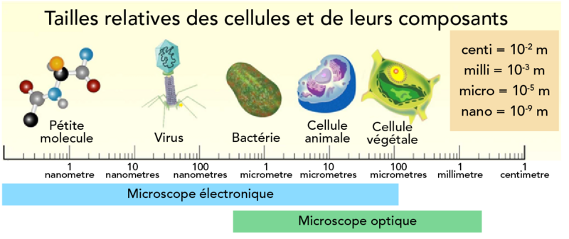 Illustration couleur de cellules et de parties de cellule le long d’une échelle de grandeur allant d’un nanomètre à un centimètre, étiquetée avec l’équipement nécessaire pour observer les divers éléments.