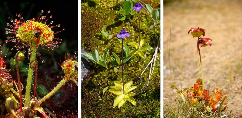 Trois photographies en couleur sont présentées côte à côte montrant différentes plantes carnivores.