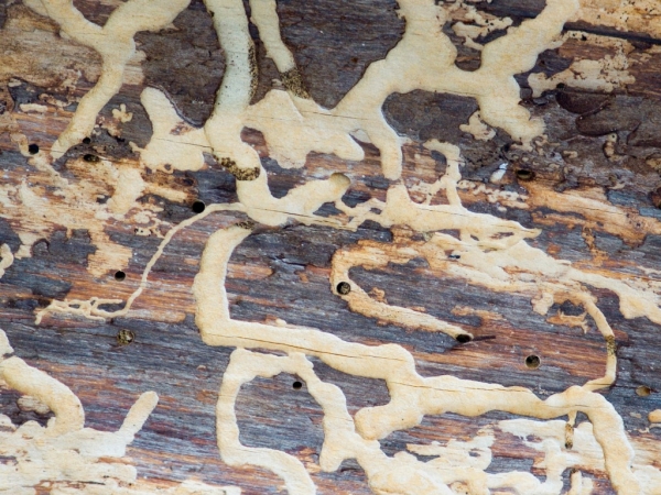 Dommages à l’écorce d’un arbre causés par le dendroctone du pin ponderosa.