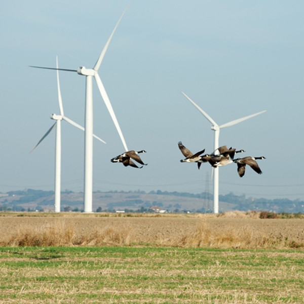 Birds flying near a wind farm