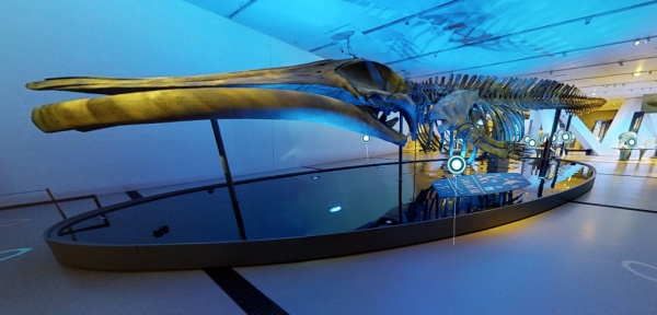 Observe virtuellement la baleine grâce à cette visite interactive qu’offre le Musée royal de l’Ontario.