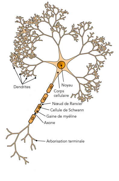 Parties d’un neurone