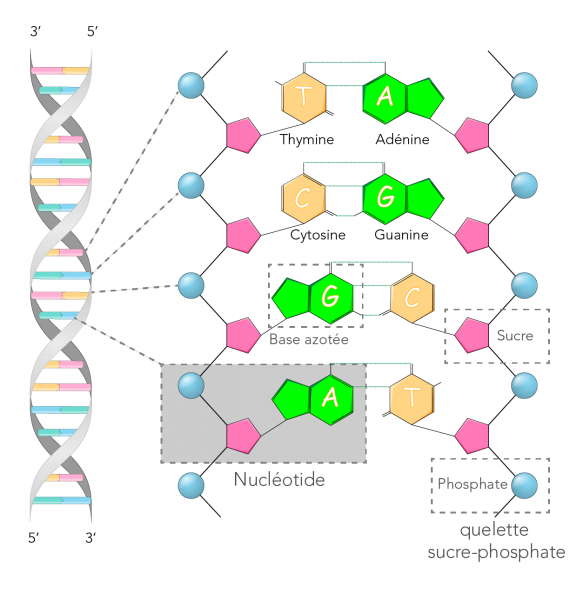 Structure de l’ADN 
