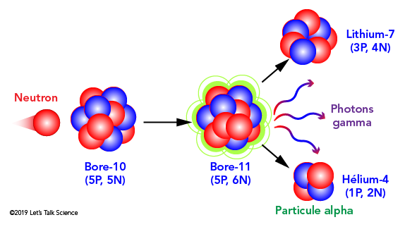 Lorsque le bore-10 capture un neutron, il se désintègre pour former du lithium-7, des photons gamma et une particule alpha 
