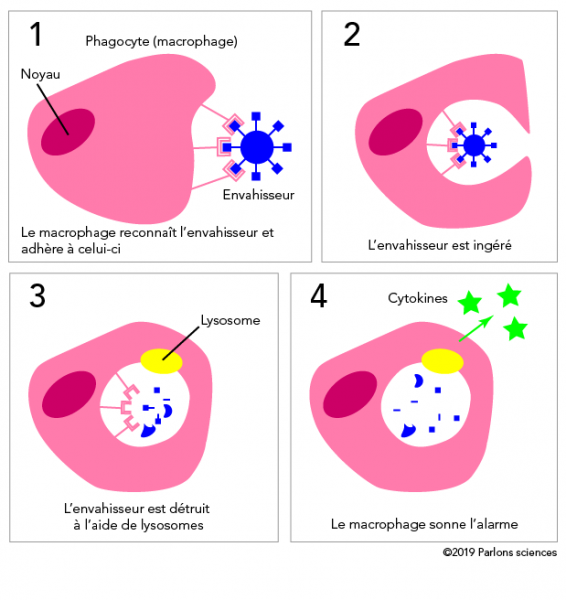 Processus de la phagocytose
