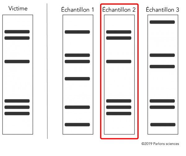 Comparaison d'échantillons d'ADN simulés