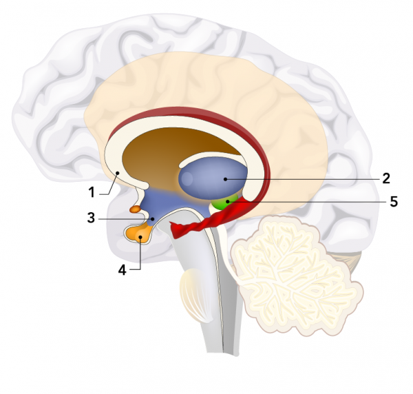 Intérieur du cerveau