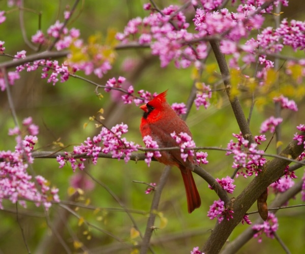 Cardinal et arbre Gainier Rouge