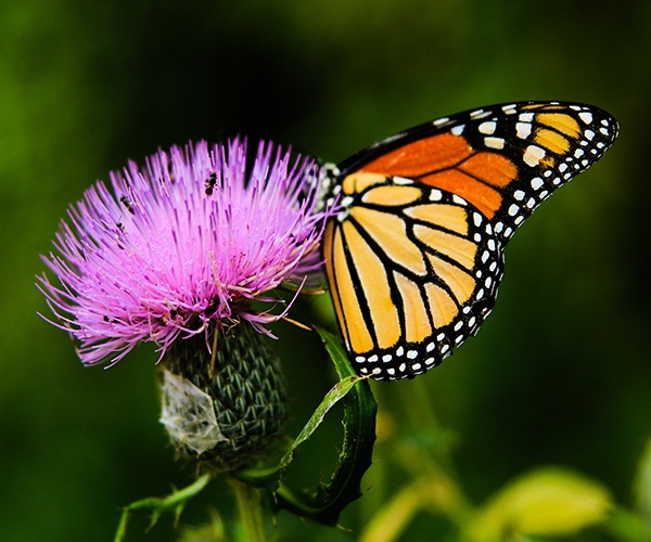 Papillon monarche 