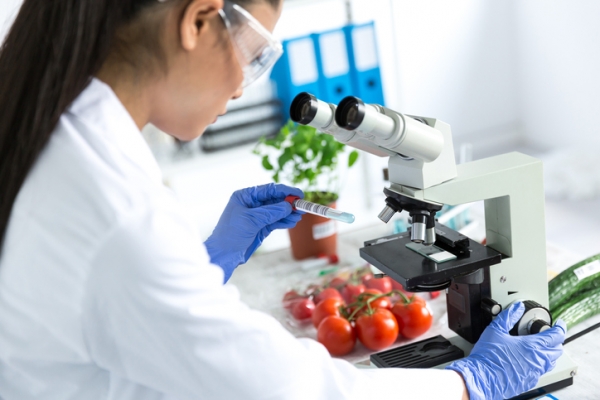 Examen d’échantillons de produits à base de tomate