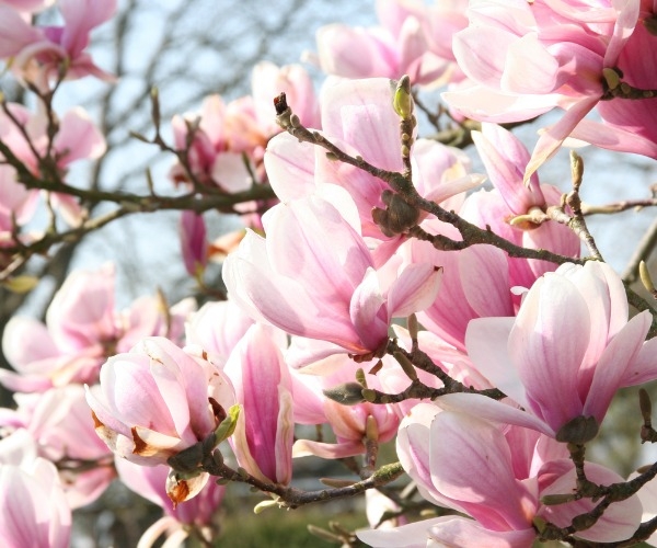 Fleurs d'arbre de magnolia