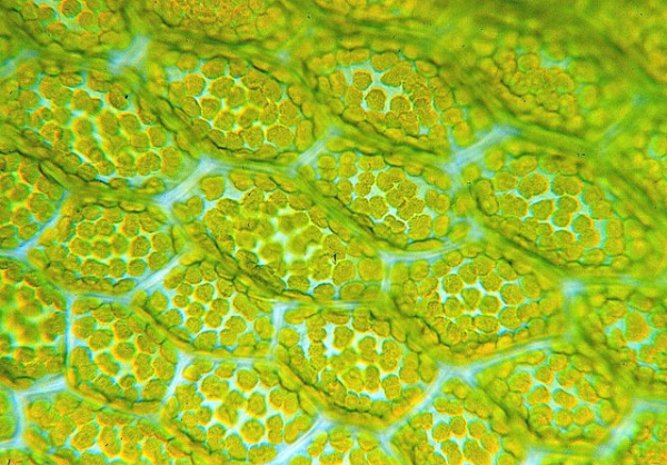Cellules végétales avec chloroplastes visibles