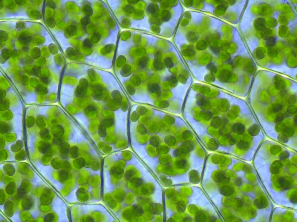 Chloroplastes visibles dans les cellules de Plagiomnium affine, un type de mousse