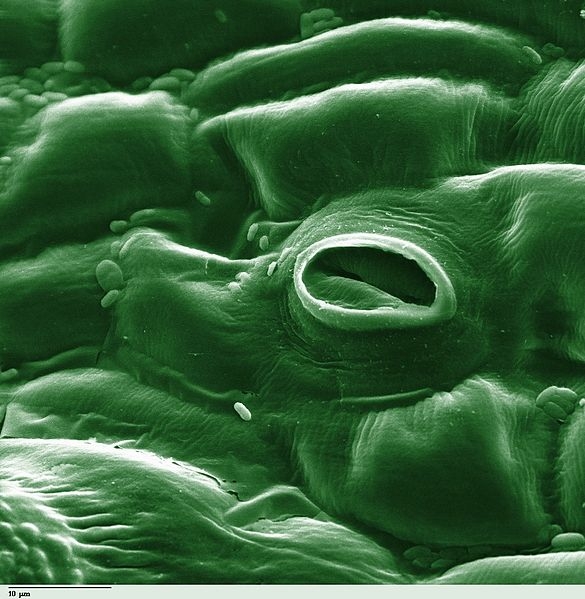 Stomata on the surface of a leaf