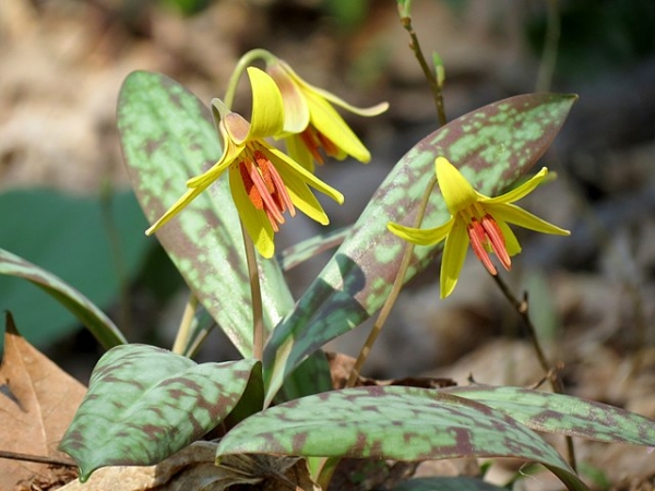 Yellow Trout Lilies (Erythronium americanum) are an example of a flowering plant
