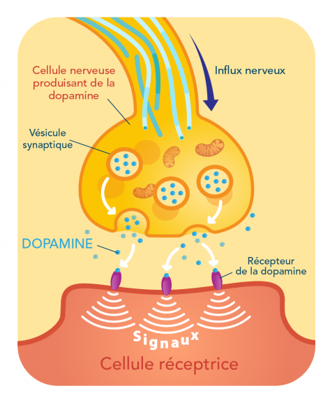Cellule nerveuse et récepteur de la dopamine