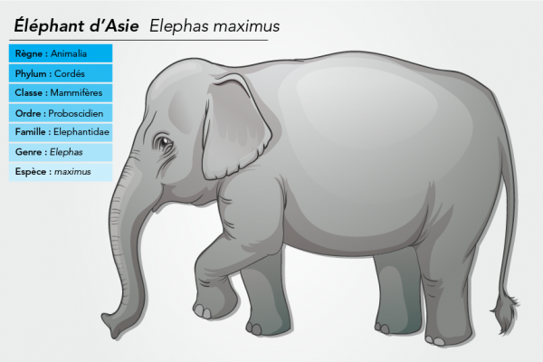 Classification linnéenne d’un éléphant d’Asie