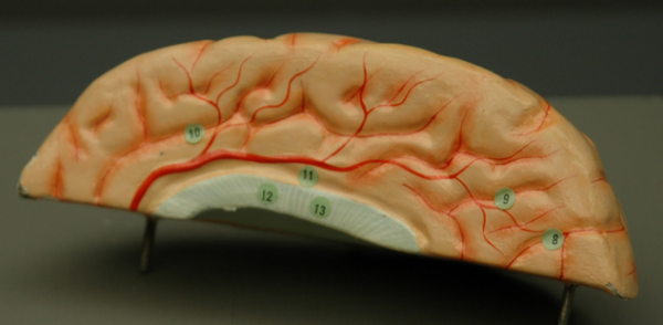 Gros plan du modèle de cerveau