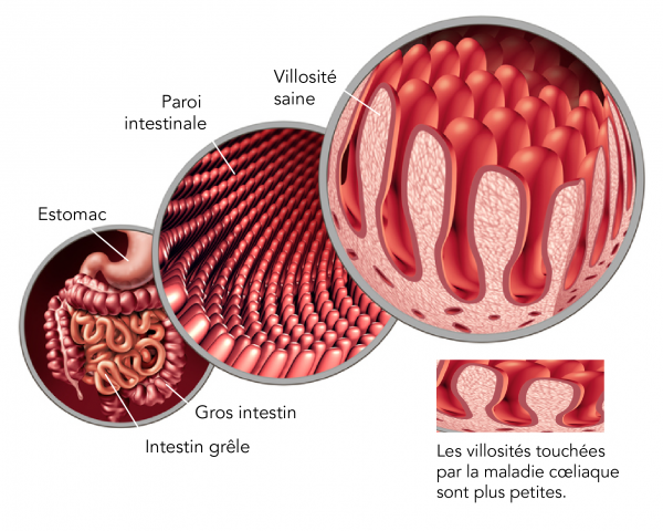 Intérieur de l’intestin grêle, montrant les villosités