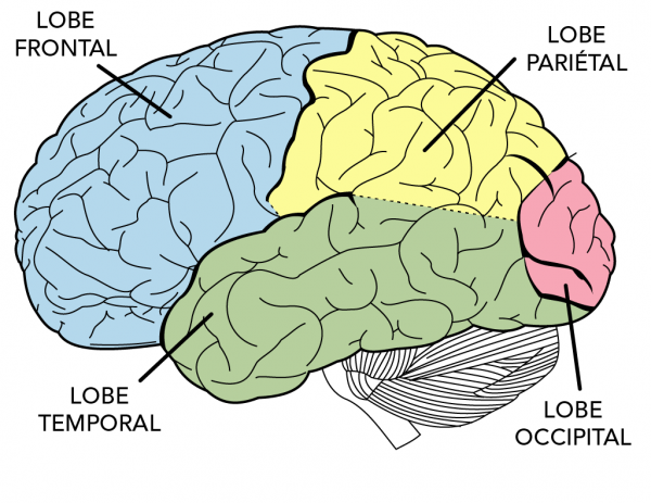 Partie externe du cerveau