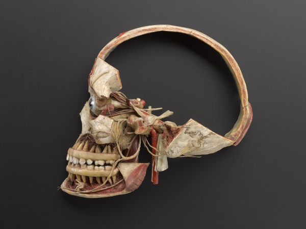 Modèle anatomique en cire de la tête d’une femme