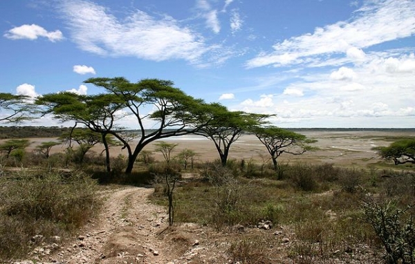 Acacia tree in the Serengeti/Un acacia dans le Serengeti