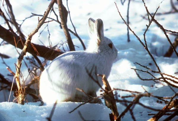Arctic hare in winter
