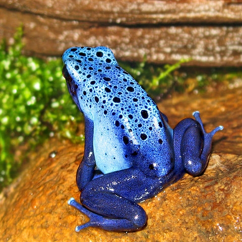 Dendrobate bleu (Dendrobates tinctorius azureus)